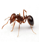 Servicios contra Hormigas
