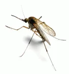 **Informacion sobreMosquitos**