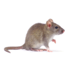 Servicios contra roedores (Ratas y Ratones)